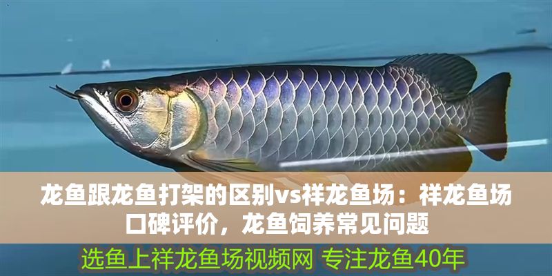 龍魚跟龍魚打架的區別vs祥龍魚場：祥龍魚場口碑評價，龍魚飼養常見問題 龍魚跟龍魚打架的區別vs祥龍魚場：祥龍魚場口碑評價，龍魚飼養常見問題 vs祥龍魚場 第1張