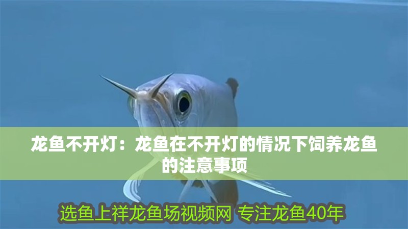 龍魚不開燈：龍魚在不開燈的情況下飼養(yǎng)龍魚的注意事項(xiàng) 龍魚不開燈：龍魚在不開燈的情況下飼養(yǎng)龍魚的注意事項(xiàng) 龍魚百科
