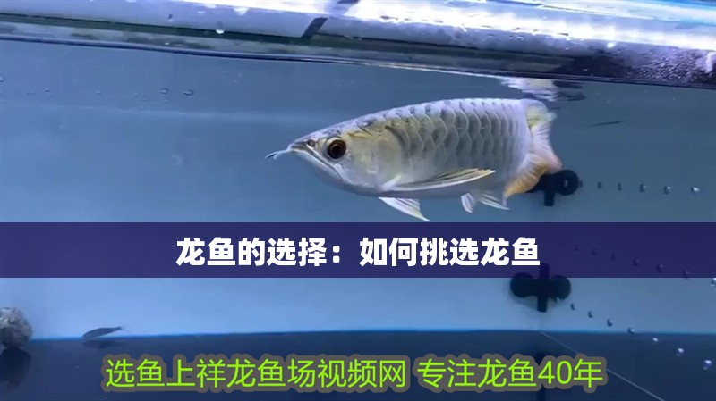 龍魚的選擇：如何挑選龍魚