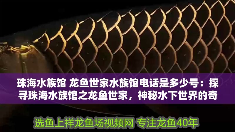 珠海水族館 龍魚世家水族館電話是多少號：探尋珠海水族館之龍魚世家，神秘水下世界的奇妙之旅與聯系紐帶