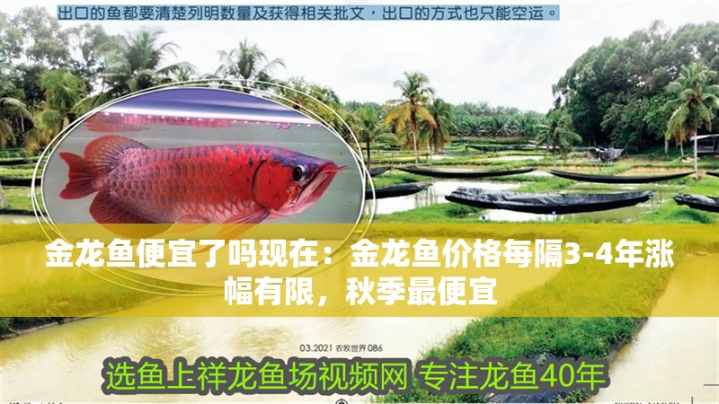 金龍魚便宜了嗎現(xiàn)在：金龍魚價格每隔3-4年漲幅有限，秋季最便宜