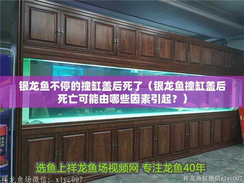 銀龍魚不停的撞缸蓋后死了（銀龍魚撞缸蓋后死亡可能由哪些因素引起？）