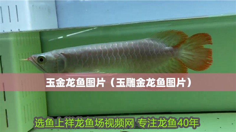 玉金龍魚圖片（玉雕金龍魚圖片）