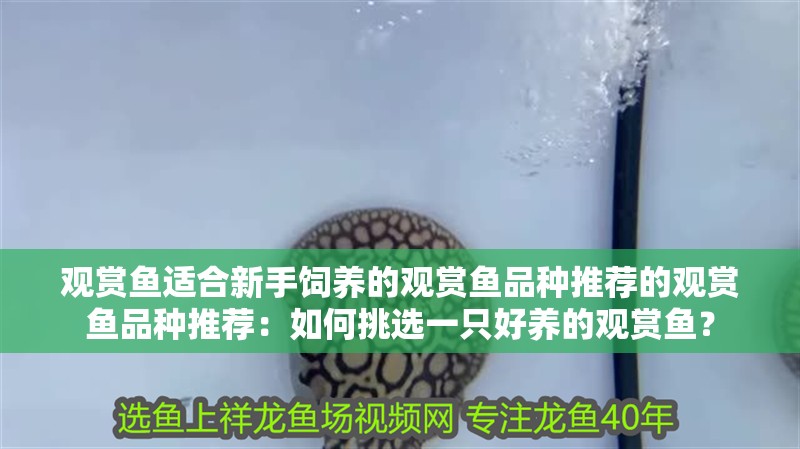 觀賞魚適合新手飼養的觀賞魚品種推薦的觀賞魚品種推薦：如何挑選一只好養的觀賞魚？