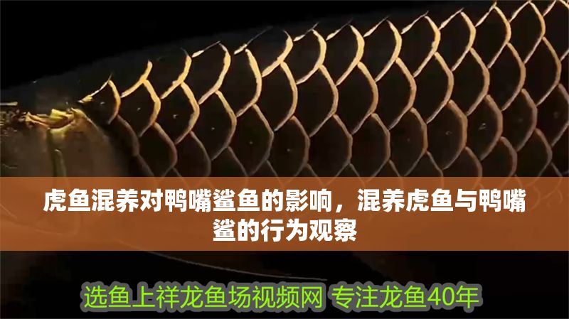 虎魚混養對鴨嘴鯊魚的影響，混養虎魚與鴨嘴鯊的行為觀察