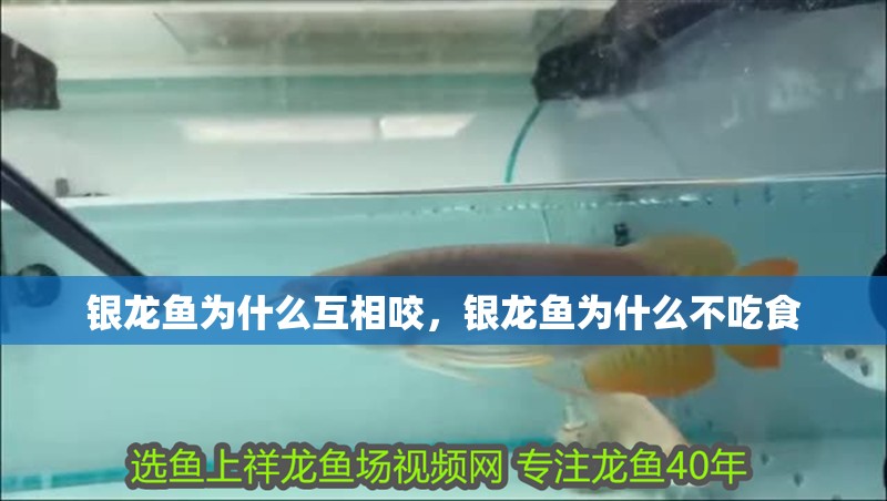 銀龍魚為什么互相咬，銀龍魚為什么不吃食