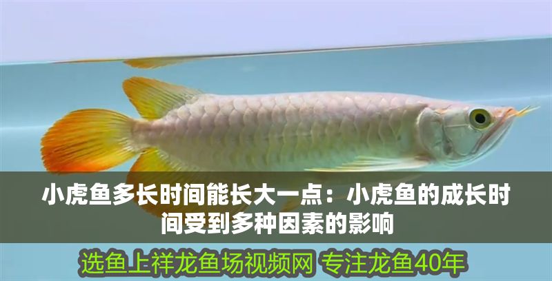 小虎魚多長時間能長大一點：小虎魚的成長時間受到多種因素的影響