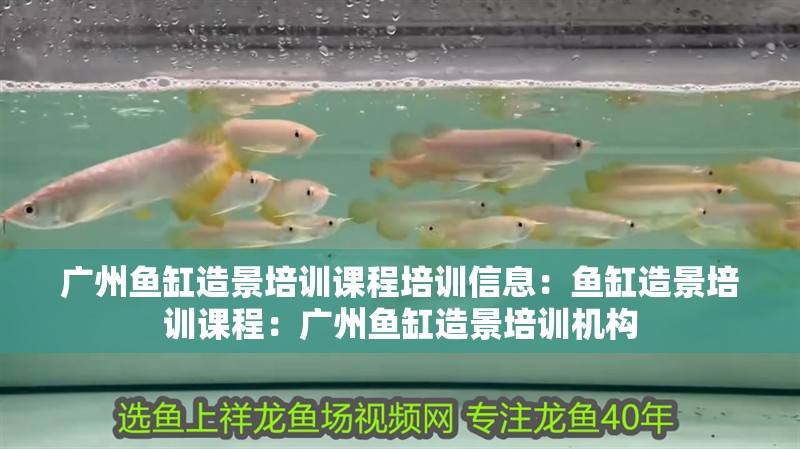 廣州魚(yú)缸造景培訓(xùn)課程培訓(xùn)信息：魚(yú)缸造景培訓(xùn)課程：廣州魚(yú)缸造景培訓(xùn)機(jī)構(gòu)