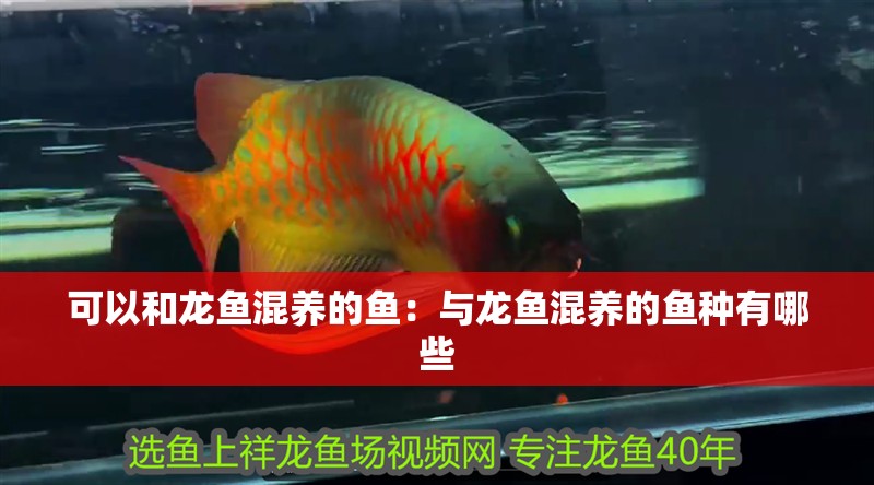 可以和龍魚(yú)混養(yǎng)的魚(yú)：與龍魚(yú)混養(yǎng)的魚(yú)種有哪些