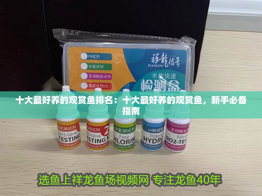 十大最好養的觀賞魚排名：十大最好養的觀賞魚，新手必備指南
