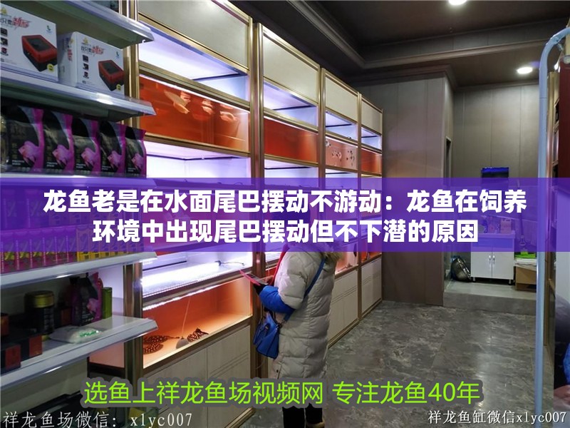 龍魚老是在水面尾巴擺動不游動：龍魚在飼養環境中出現尾巴擺動但不下潛的原因
