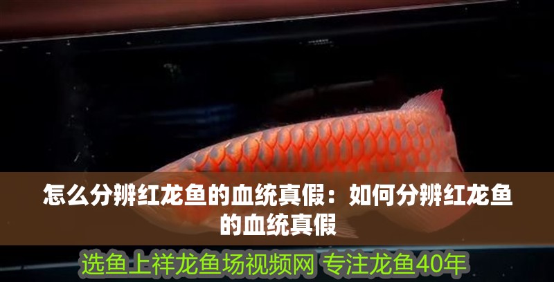 怎么分辨紅龍魚的血統真假：如何分辨紅龍魚的血統真假