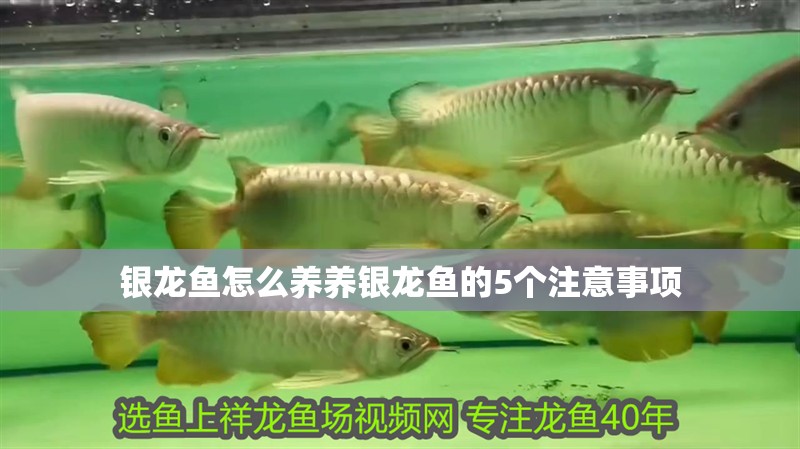 銀龍魚怎么養(yǎng)養(yǎng)銀龍魚的5個注意事項