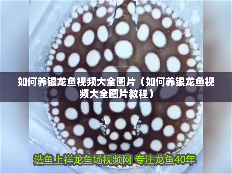 如何養銀龍魚視頻大全圖片（如何養銀龍魚視頻大全圖片教程）