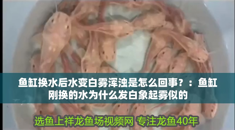 魚缸換水后水變白霧渾濁是怎么回事？：魚缸剛換的水為什么發白象起霧似的