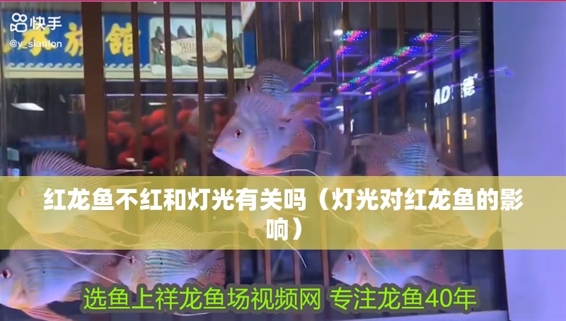 紅龍魚不紅和燈光有關嗎（燈光對紅龍魚的影響）