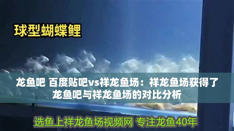 龍魚吧 百度貼吧vs祥龍魚場：祥龍魚場獲得了龍魚吧與祥龍魚場的對比分析