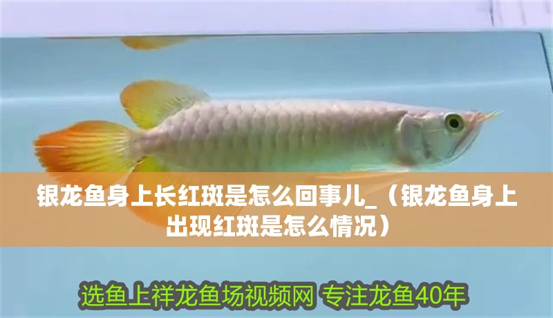 銀龍魚(yú)身上長(zhǎng)紅斑是怎么回事兒_（銀龍魚(yú)身上出現(xiàn)紅斑是怎么情況）