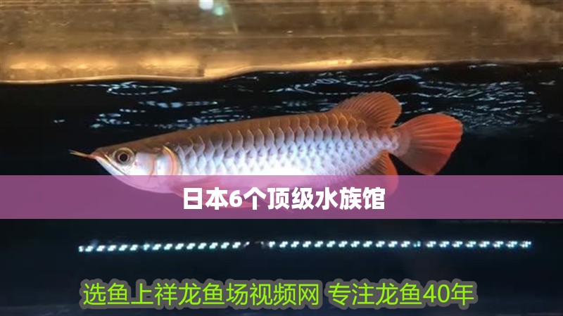 日本6個頂級水族館
