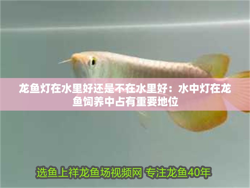 龍魚燈在水里好還是不在水里好：水中燈在龍魚飼養中占有重要地位