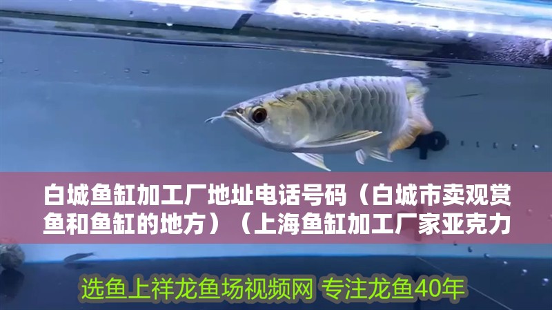 白城魚缸加工廠地址電話號碼（白城市賣觀賞魚和魚缸的地方）（上海魚缸加工廠家亞克力板生產廠家，亞克力板生產廠家） 白城魚缸加工廠地址電話號碼（白城市賣觀賞魚和魚缸的地方）（上海魚缸加工廠家亞克力板生產廠家，亞克力板生產廠家） 魚缸百科