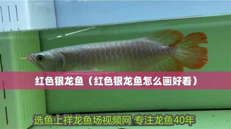 紅色銀龍魚（紅色銀龍魚怎么畫好看）