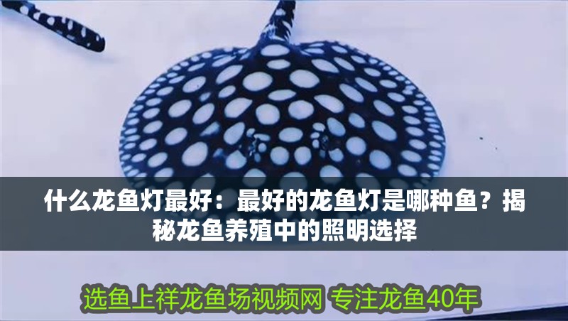什么龍魚燈最好：最好的龍魚燈是哪種魚？揭秘龍魚養(yǎng)殖中的照明選擇