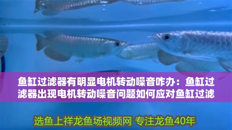 魚缸過濾器有明顯電機轉動噪音咋辦：魚缸過濾器出現電機轉動噪音問題如何應對魚缸過濾器