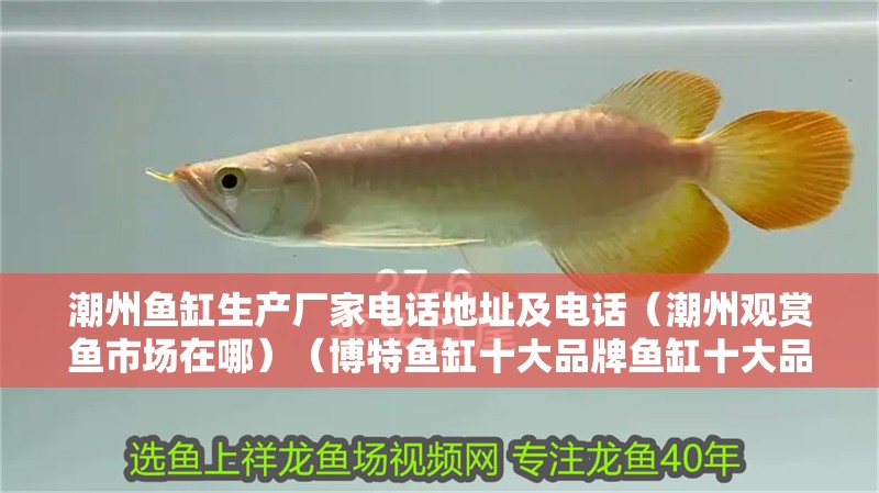 潮州魚缸生產(chǎn)廠家電話地址及電話（潮州觀賞魚市場(chǎng)在哪）（博特魚缸十大品牌魚缸十大品牌排行榜，博特魚缸十大品牌排行榜）