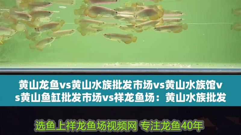 黃山龍魚vs黃山水族批發市場vs黃山水族館vs黃山魚缸批發市場vs祥龍魚場：黃山水族批發市場地址介紹黃山水族批發市場地址