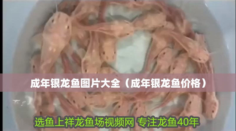成年銀龍魚圖片大全（成年銀龍魚價格） 成年銀龍魚圖片大全（成年銀龍魚價格） 銀龍魚百科