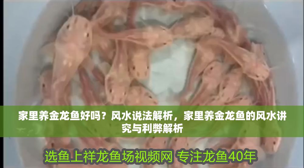 家里養金龍魚好嗎？風水說法解析，家里養金龍魚的風水講究與利弊解析