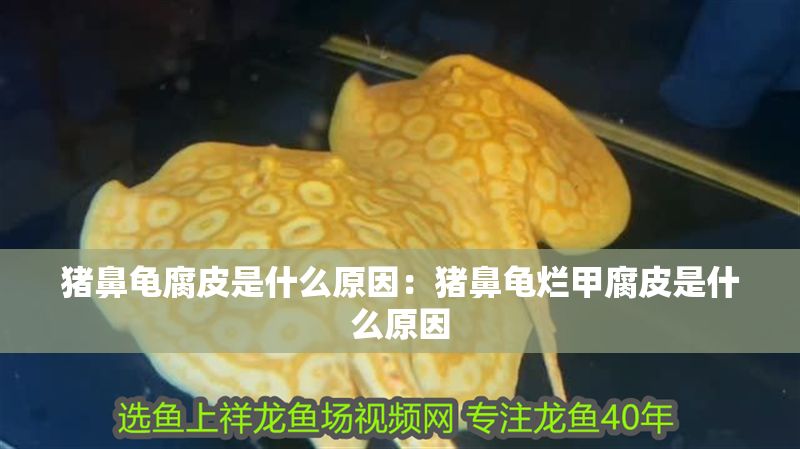 豬鼻龜腐皮是什么原因:豬鼻龜爛甲腐皮是什么原因 豬鼻龜百科 第1張 豬鼻龜腐皮是什么原因:豬鼻龜爛甲腐皮是什么原因 豬鼻龜腐皮是什么原因:豬鼻龜爛甲腐皮是什么原因 豬鼻龜百科 第1張