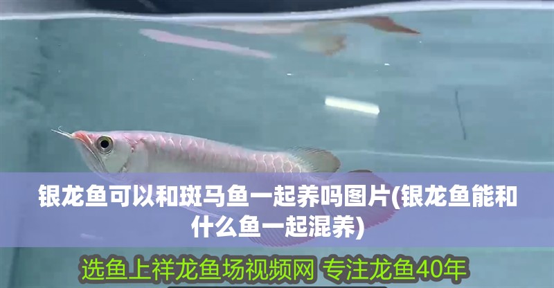 銀龍魚可以和斑馬魚一起養嗎圖片(銀龍魚能和什么魚一起混養)