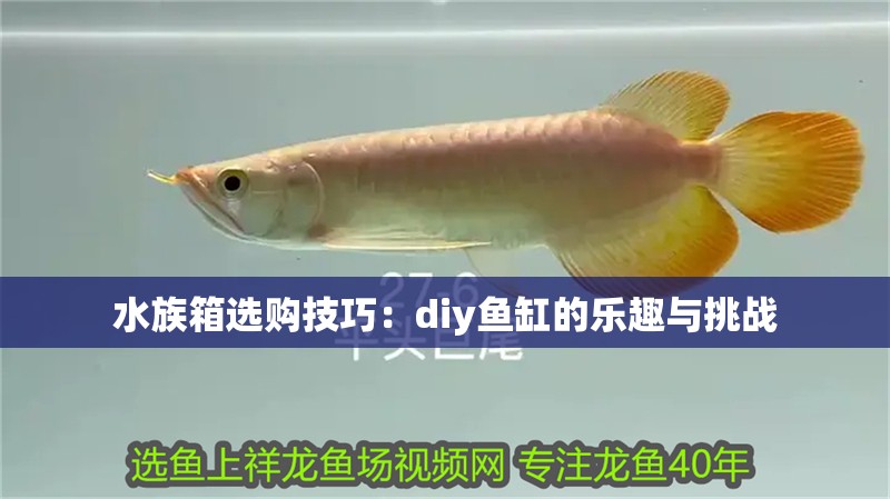 水族箱選購技巧：diy魚缸的樂趣與挑戰