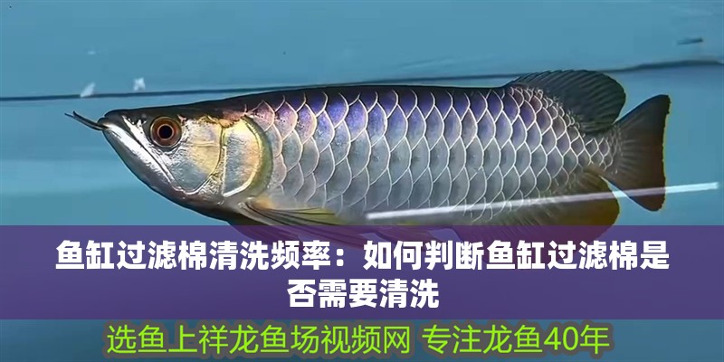 魚缸過濾棉清洗頻率：如何判斷魚缸過濾棉是否需要清洗