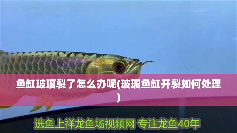 魚缸玻璃裂了怎么辦呢(玻璃魚缸開裂如何處理) 魚缸玻璃裂了怎么辦呢(玻璃魚缸開裂如何處理) 全國水族館企業名錄