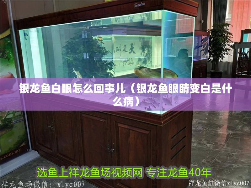 鸚鵡魚和銀龍魚混養怎樣喂食 銀龍魚白眼怎么回事兒(銀龍魚眼睛變白是什么病) 銀龍魚百科 銀龍魚白眼怎么回事兒(銀龍魚眼睛變白是什么病) 銀龍魚白眼怎么回事兒(銀龍魚眼睛變白是什么病) 銀龍魚百科
