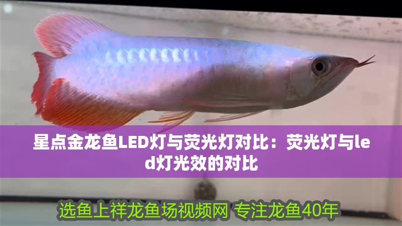 星點金龍魚LED燈與熒光燈對比：熒光燈與led燈光效的對比
