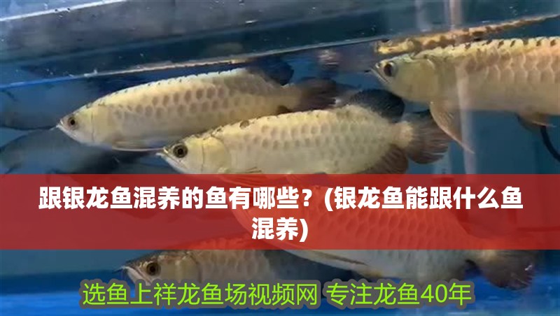 魚(yú)缸造景先放沙還是先放水(魚(yú)缸造景先鋪沙還是先放石頭) 跟銀龍魚(yú)混養(yǎng)的魚(yú)有哪些?(銀龍魚(yú)能跟什么魚(yú)混養(yǎng)) 銀龍魚(yú)百科 跟銀龍魚(yú)混養(yǎng)的魚(yú)有哪些?(銀龍魚(yú)能跟什么魚(yú)混養(yǎng)) 跟銀龍魚(yú)混養(yǎng)的魚(yú)有哪些?(銀龍魚(yú)能跟什么魚(yú)混養(yǎng)) 銀龍魚(yú)百科