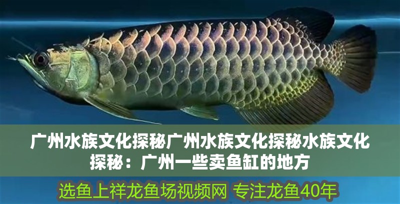 廣州水族文化探秘廣州水族文化探秘水族文化探秘：廣州一些賣魚缸的地方