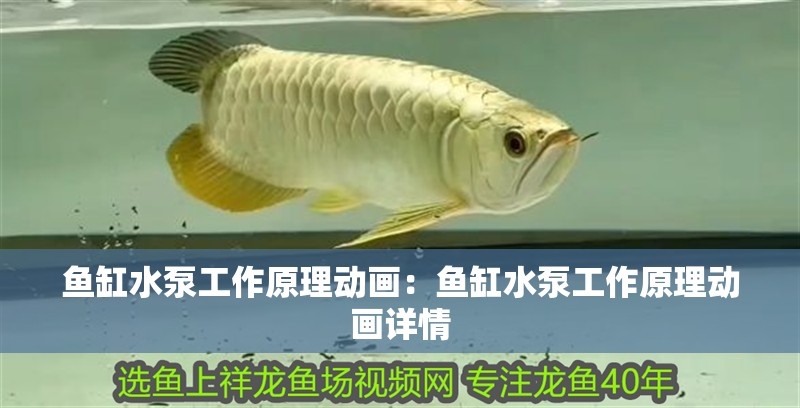 龍魚干蝦有營養嗎 魚缸水泵工作原理動畫:魚缸水泵工作原理動畫詳情 魚缸百科 魚缸水泵工作原理動畫:魚缸水泵工作原理動畫詳情 魚缸水泵工作原理動畫:魚缸水泵工作原理動畫詳情 魚缸百科