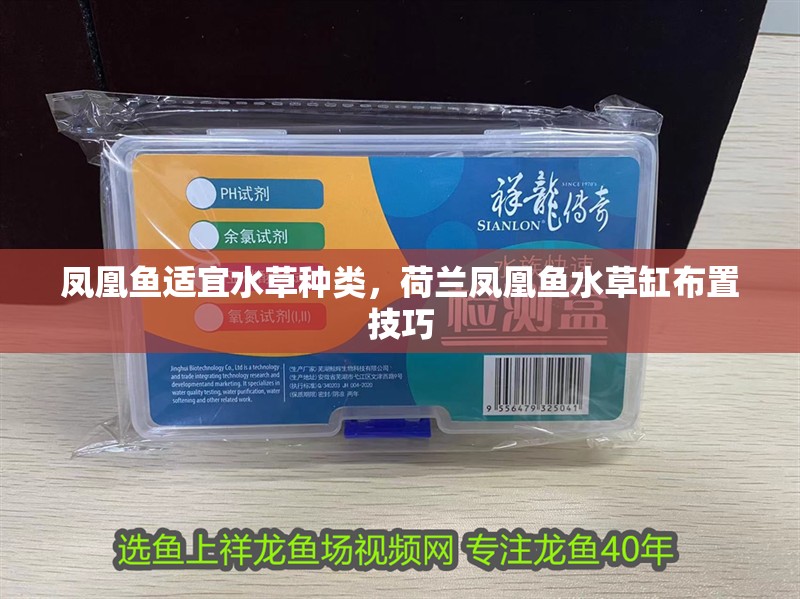 鳳凰魚適宜水草種類，荷蘭鳳凰魚水草缸布置技巧 鳳凰魚適宜水草種類，荷蘭鳳凰魚水草缸布置技巧 魚缸百科