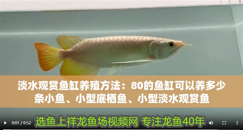 淡水觀賞魚缸養(yǎng)殖方法：80的魚缸可以養(yǎng)多少條小魚、小型底棲魚、小型淡水觀賞魚