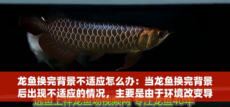 龍魚換完背景不適應怎么辦：當龍魚換完背景后出現不適應的情況，主要是由于環境改變導致