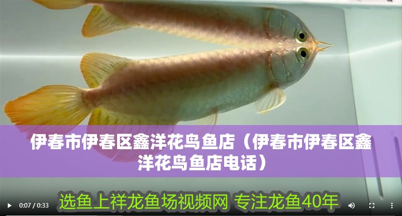 伊春市伊春區(qū)鑫洋花鳥魚店（伊春市伊春區(qū)鑫洋花鳥魚店電話） 伊春市伊春區(qū)鑫洋花鳥魚店（伊春市伊春區(qū)鑫洋花鳥魚店電話） 全國水族館企業(yè)名錄