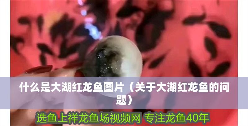 什么是大湖紅龍魚圖片（關于大湖紅龍魚的問題） 什么是大湖紅龍魚圖片（關于大湖紅龍魚的問題） 大湖紅龍魚百科 第1張