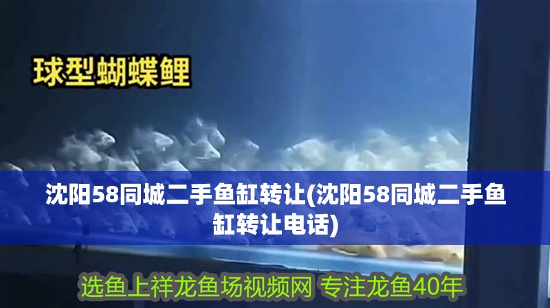 沈陽58同城二手魚缸轉讓(沈陽58同城二手魚缸轉讓電話)