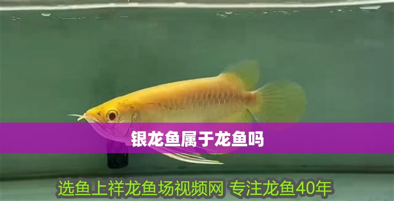 銀龍魚屬于龍魚嗎