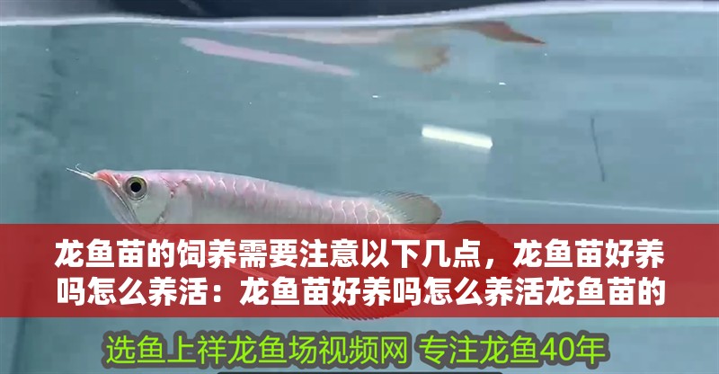 龍魚苗的飼養需要注意以下幾點，龍魚苗好養嗎怎么養活：龍魚苗好養嗎怎么養活龍魚苗的喂養需要注意以下幾點